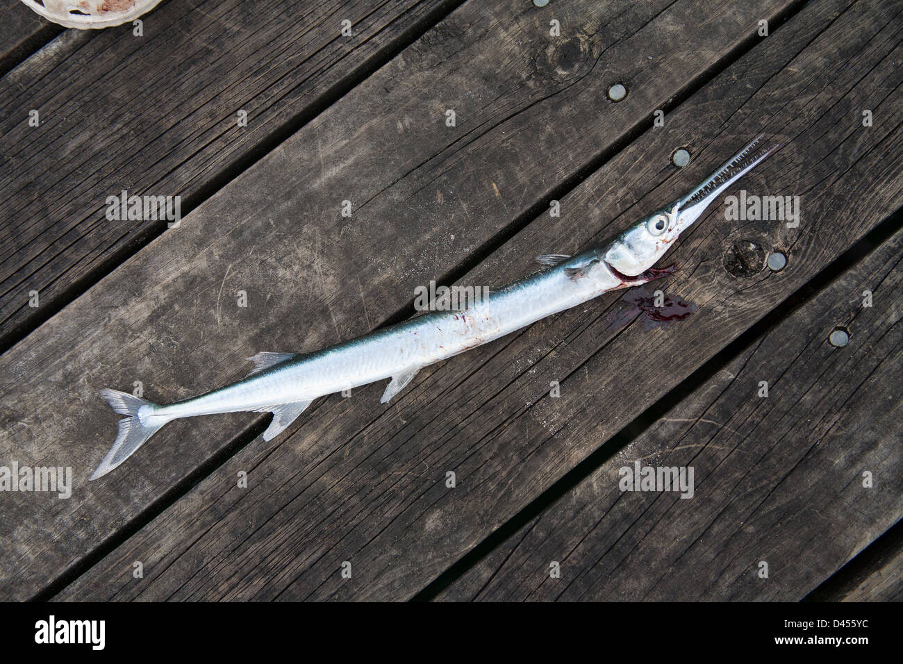 Needle Nose Flying Fish