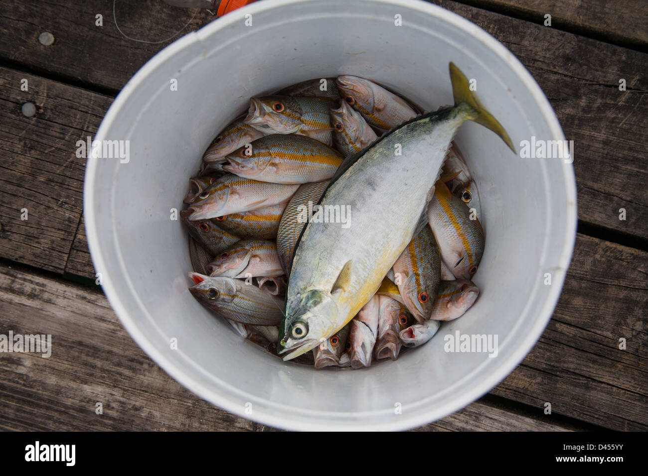 Fresh caught fish in a bucket Stock Photo - Alamy