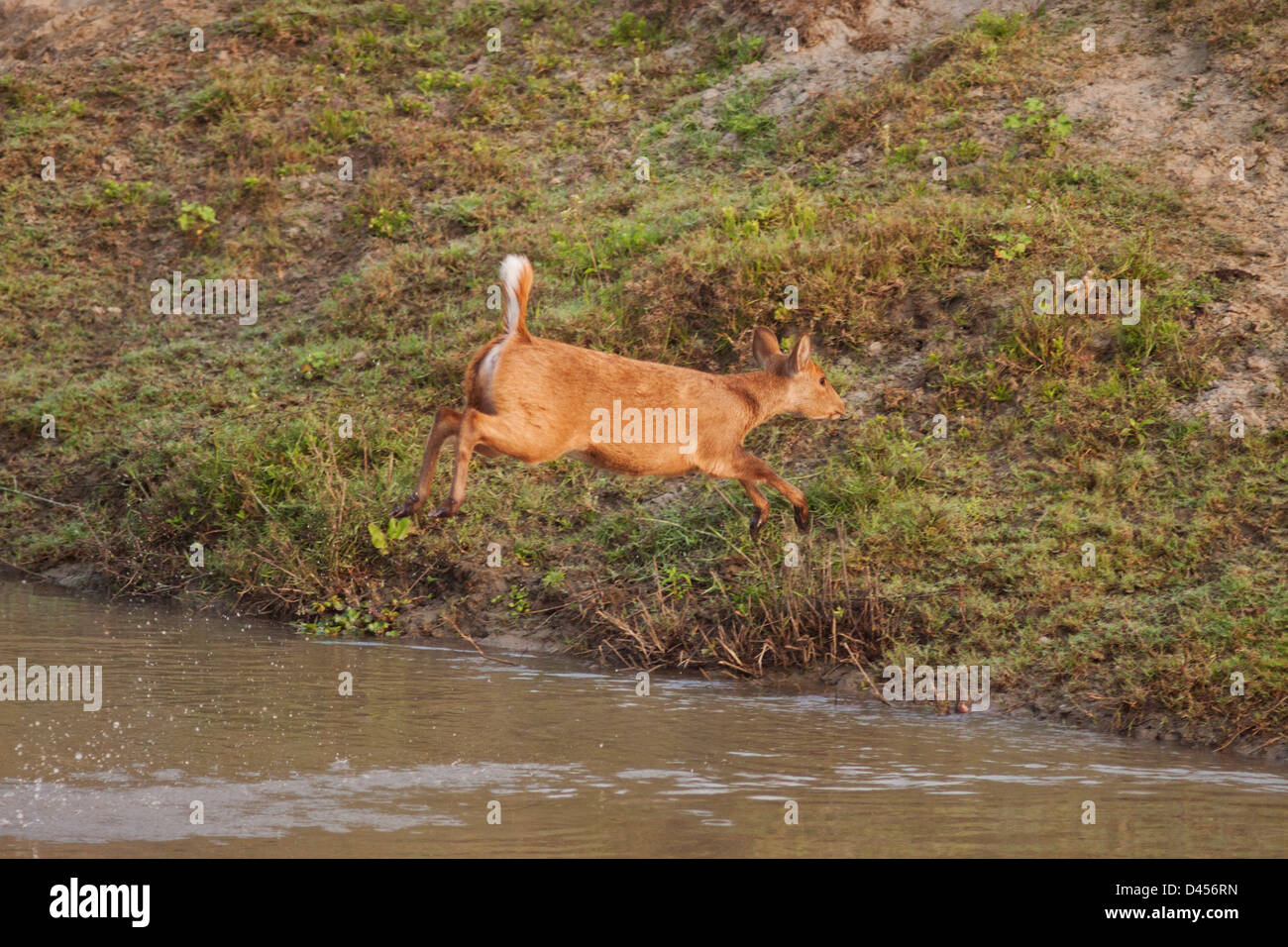 Swamp deer hires stock photography and images Alamy