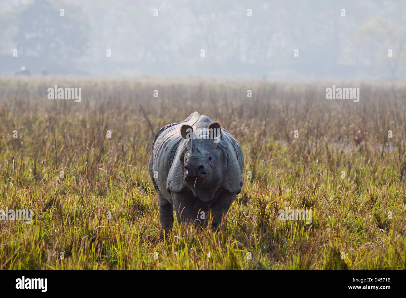 One horned Rhinoceros in the open grassland Stock Photo