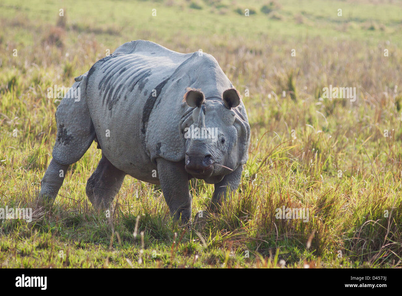 Indian Rhinoceros in the open grassland, Stock Photo