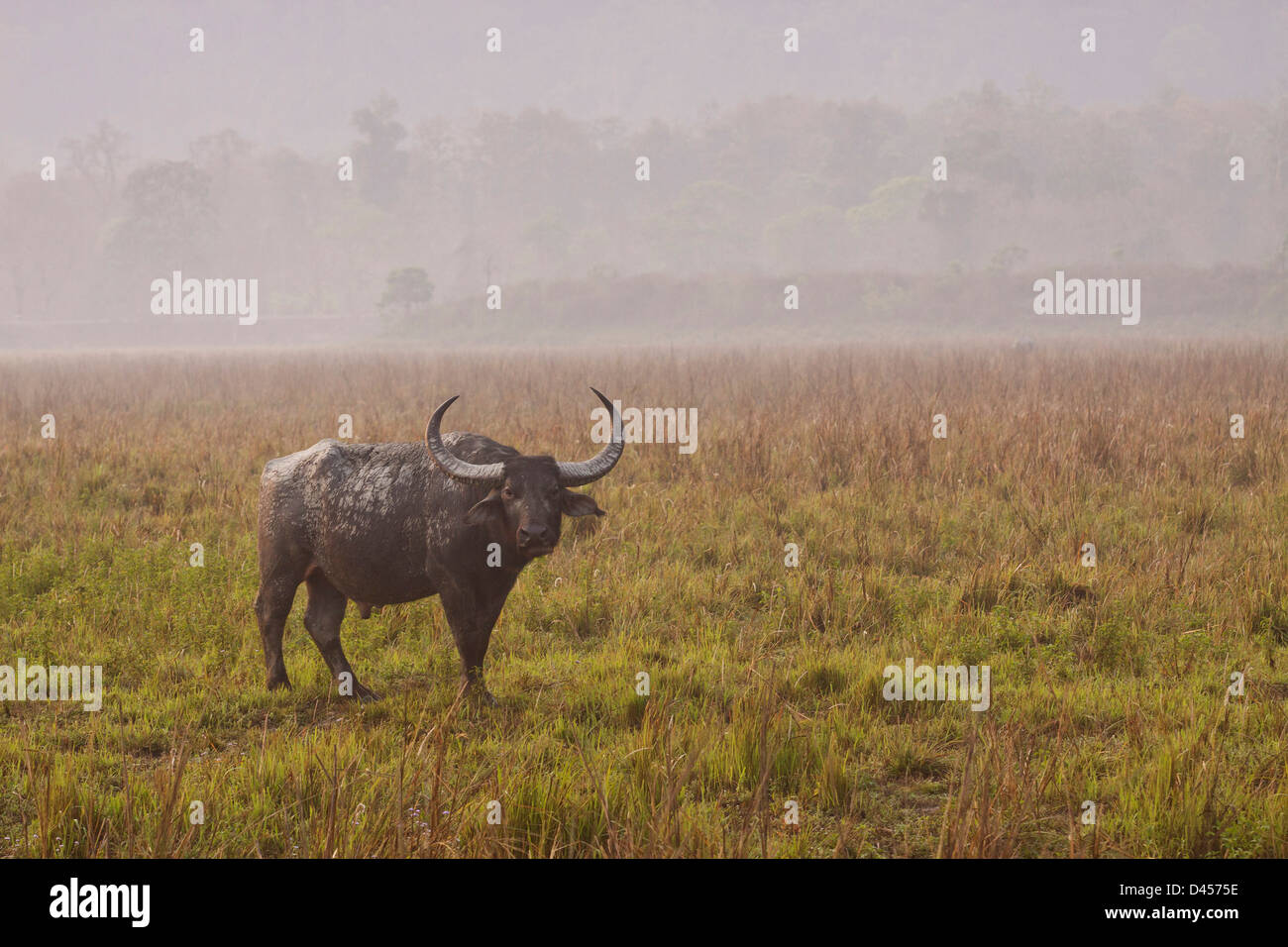 Wild Buffalo in the open grassland. Stock Photo