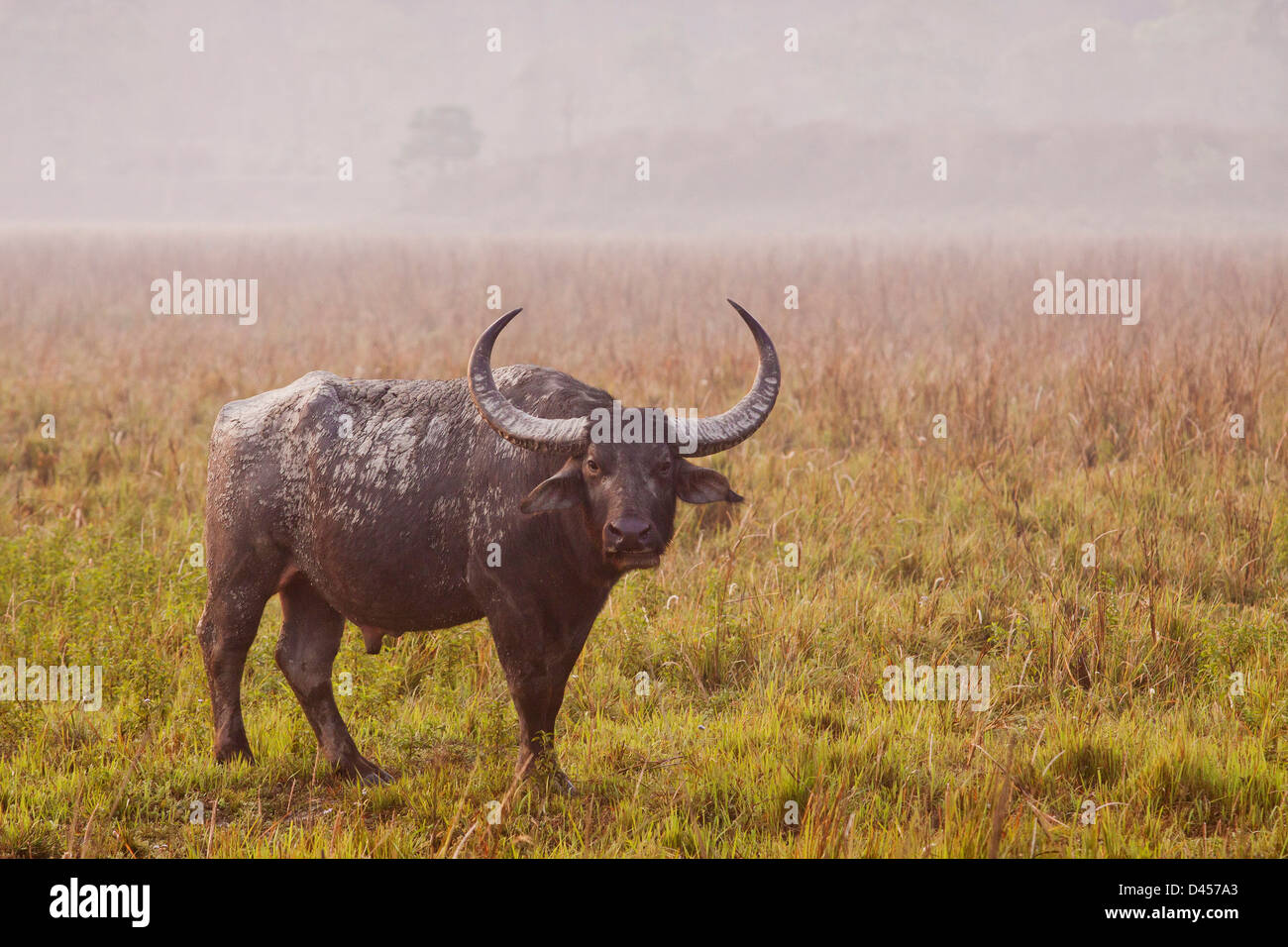 Wild buffalo in the open grassland Stock Photo
