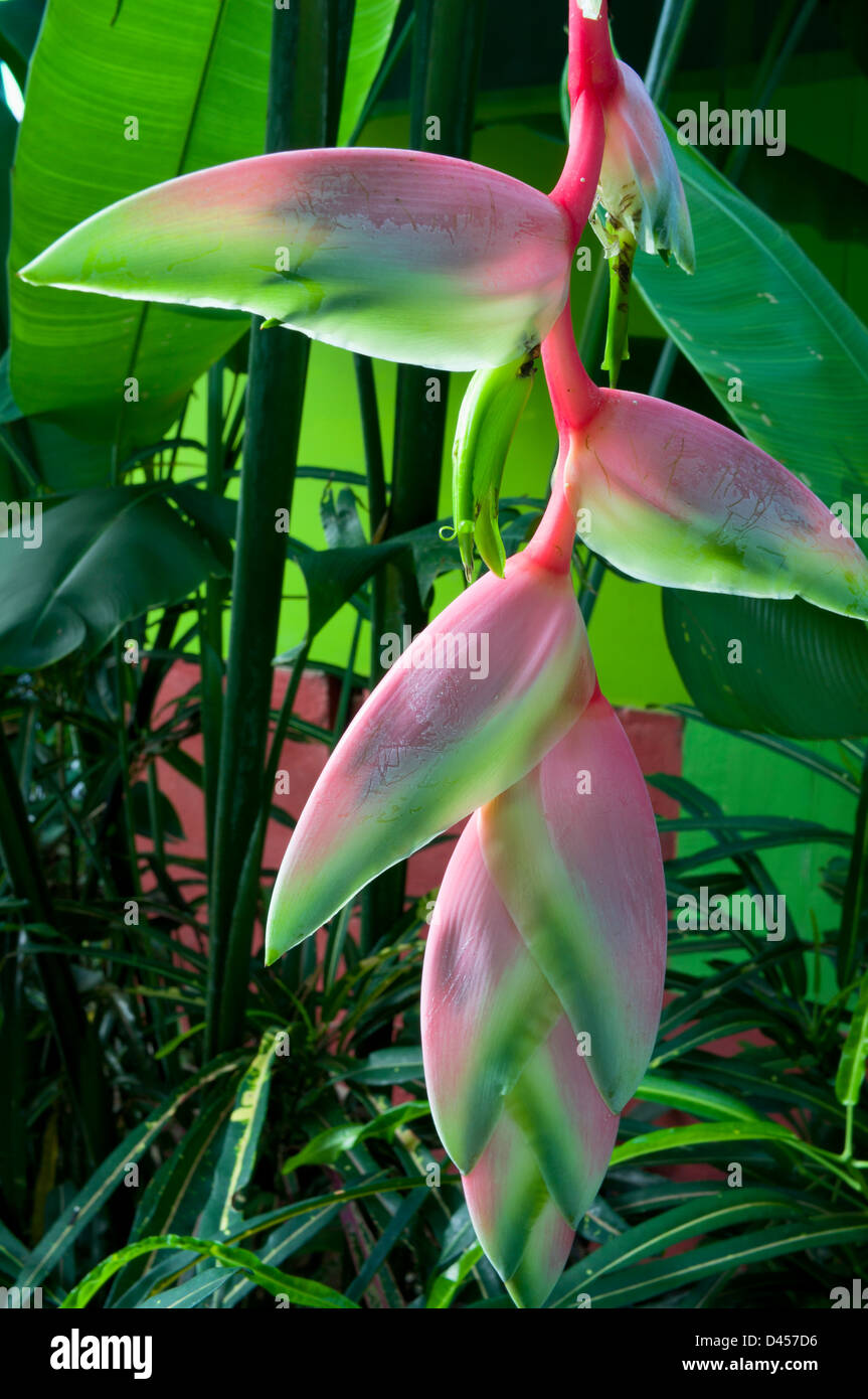 lobster claw or pink heliconia rostrata plant also known as false bird of paradise in full bloom Stock Photo