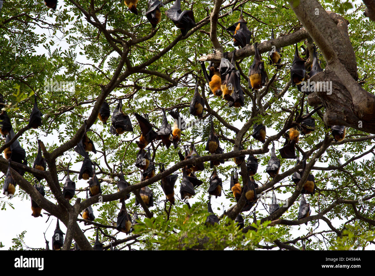 HUNDREDS OF FLYING FOXES ROOSTING ON TREE BRANCHES DURING DAYLIGHT HOURS SOUTHERN SRI LANKA Stock Photo