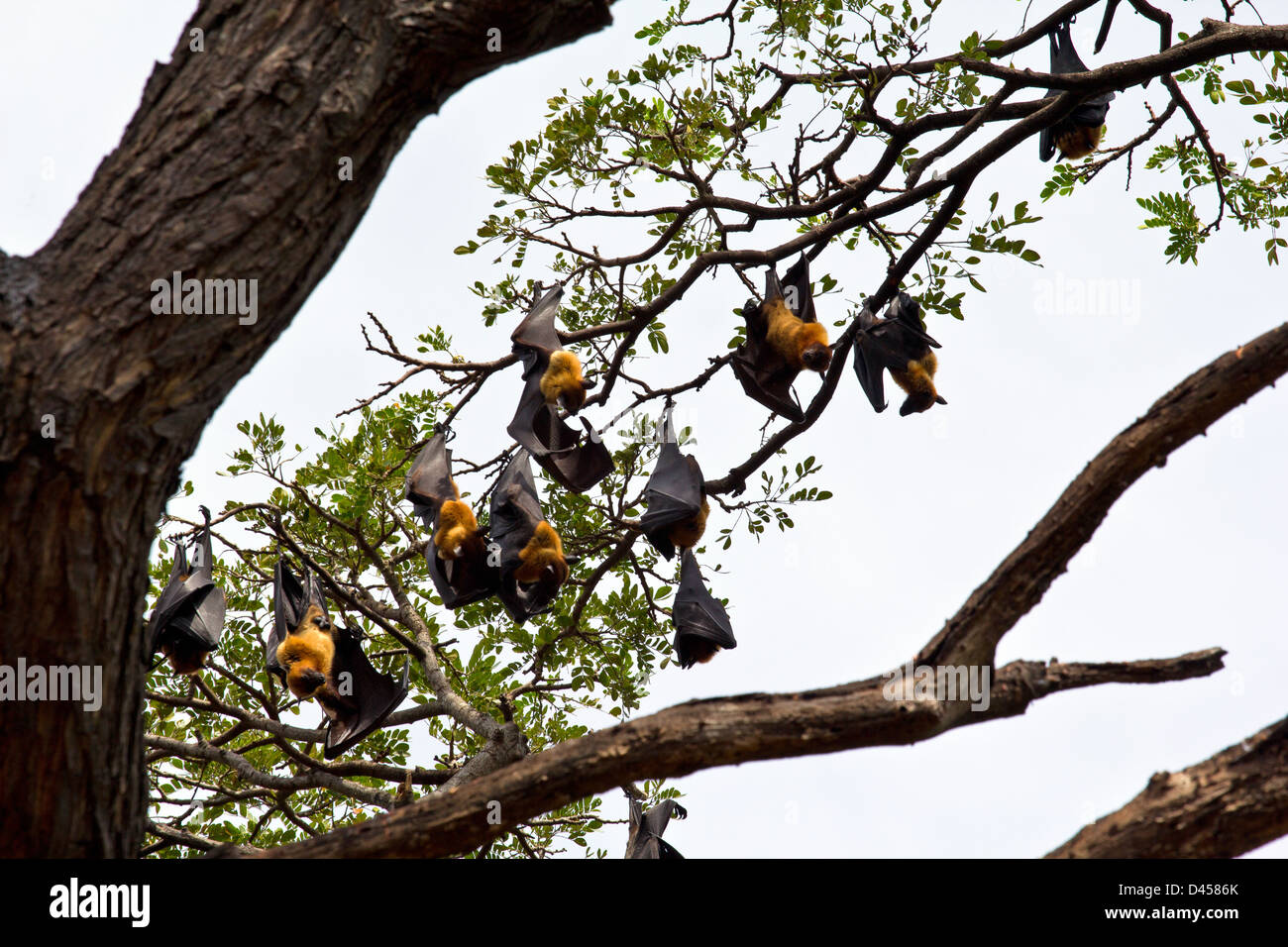 HUNDREDS OF FLYING FOXES ROOSTING IN THE TREES DURING DAYLIGHT HOURS SRI LANKA Stock Photo