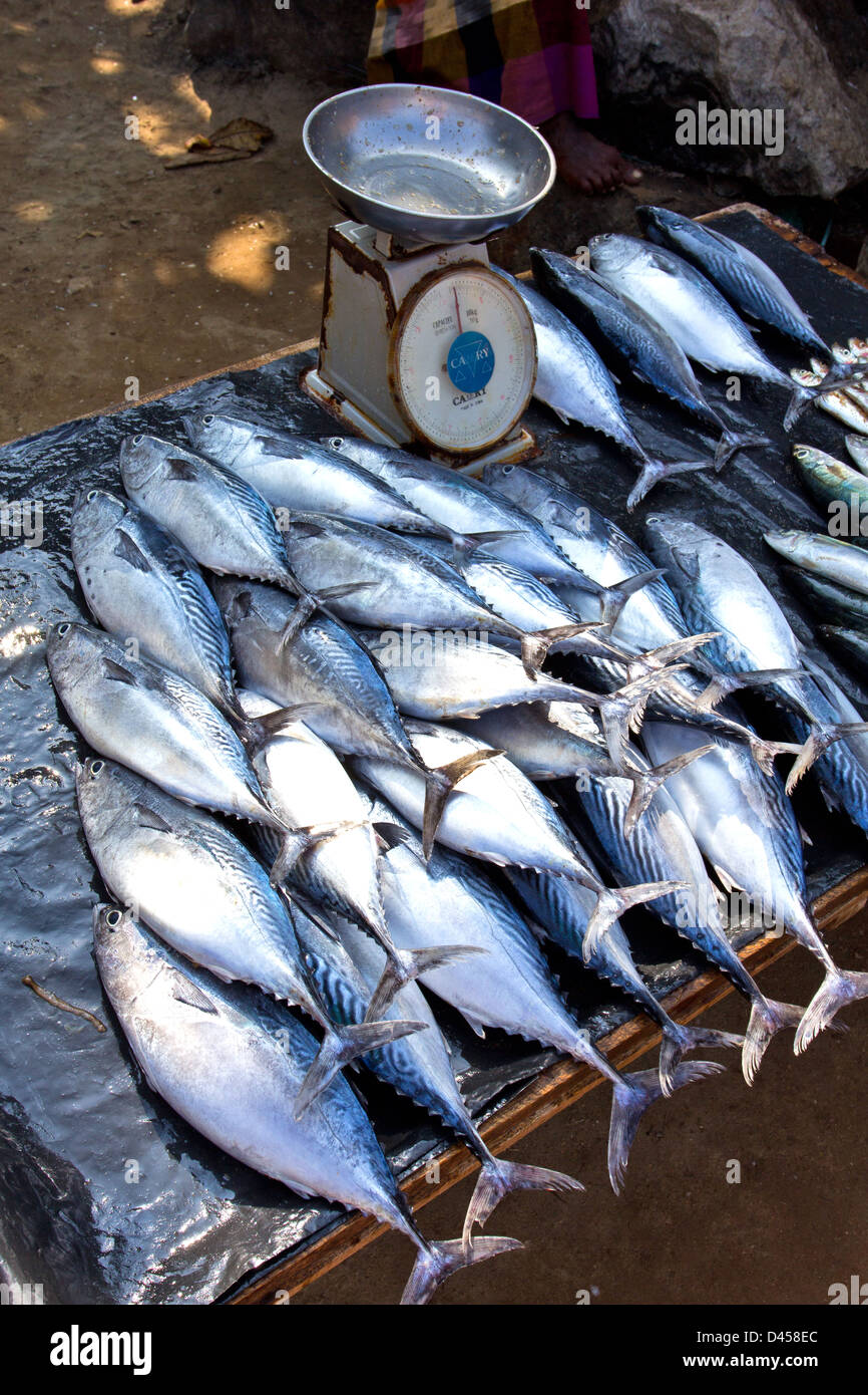TUNA FISH FROM THE INDIAN OCEAN READY TO BE WEIGHED AND ...