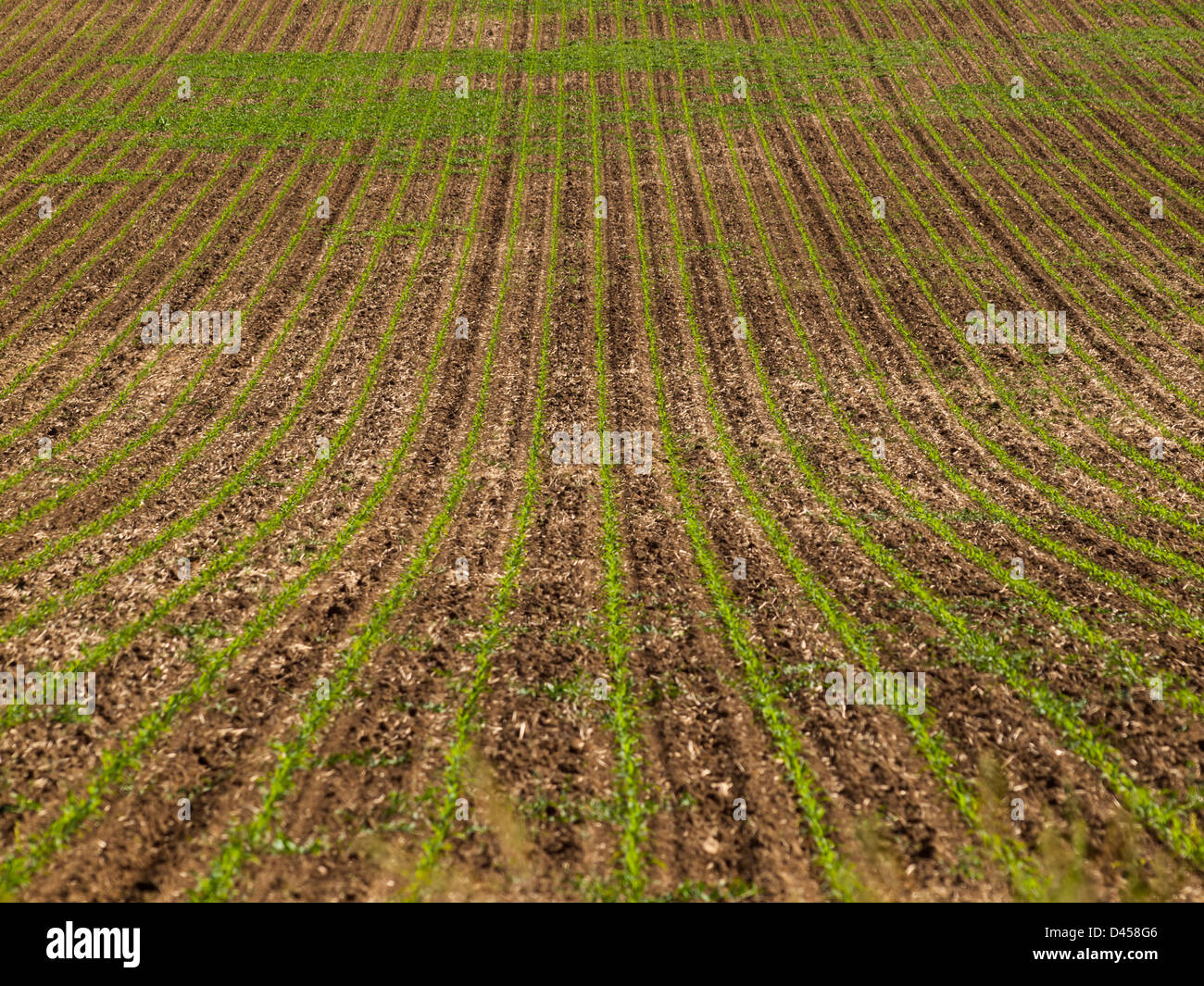 Fresh farm field with new greens in the row Stock Photo Alamy