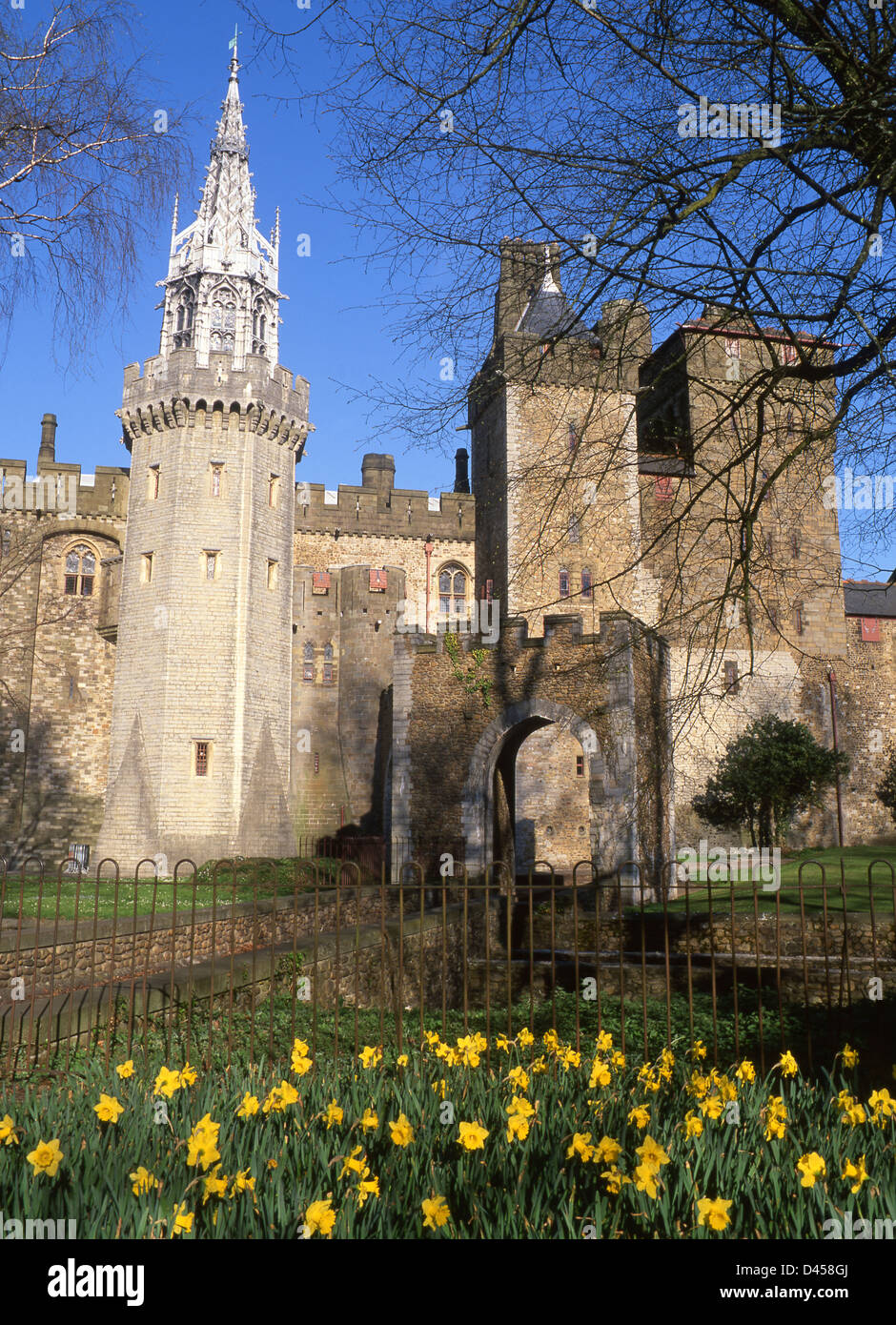 Cardiff Castle Victorian Apartments in spring from Bute Park with daffodils in foreground Cardiff South Wales UK Stock Photo