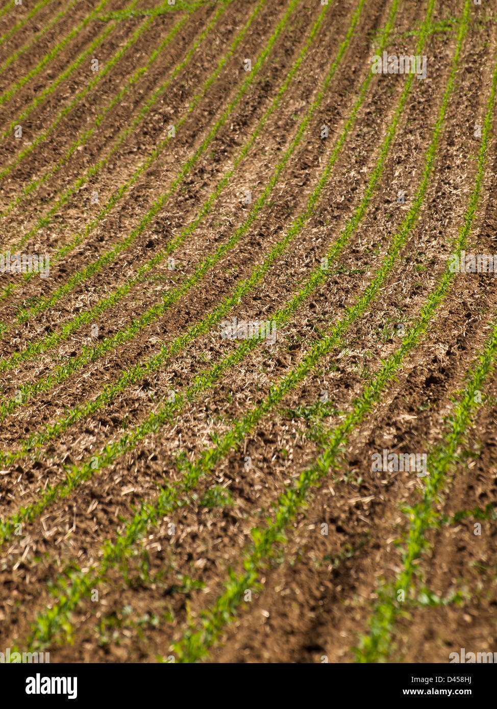 Fresh farm field with new greens in the row Stock Photo Alamy