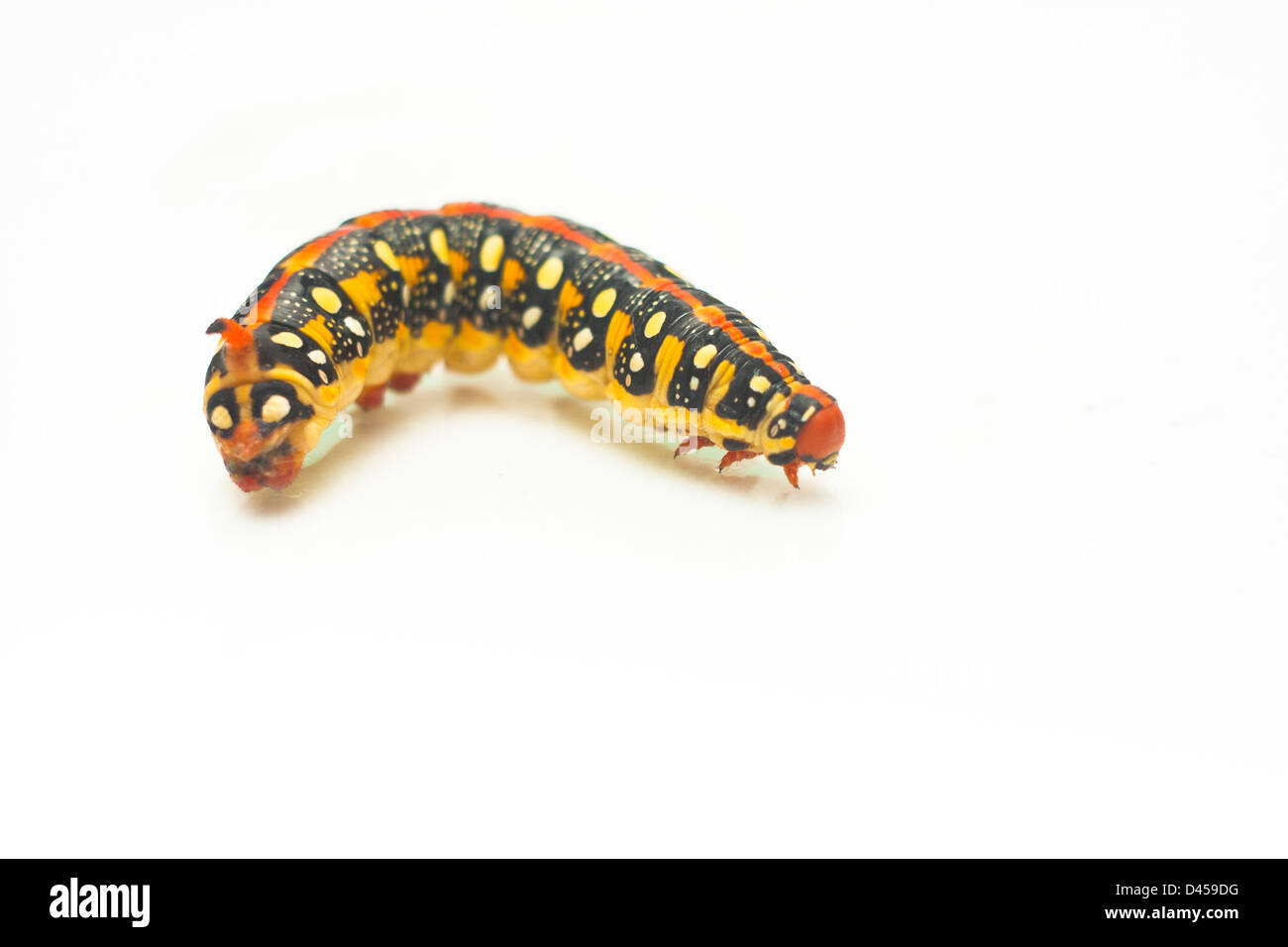 yellow caterpillar isolated on white background Stock Photo Alamy