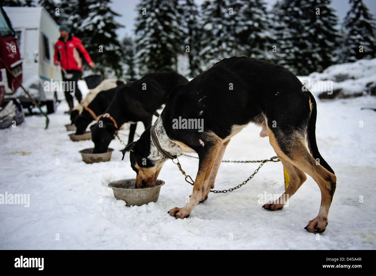 What Do Sled Dogs Eat
