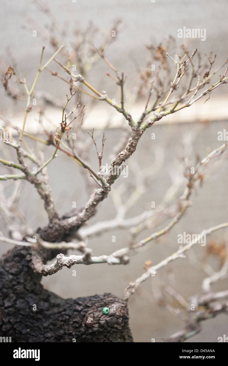 trunk and leaf Stock Photo Alamy