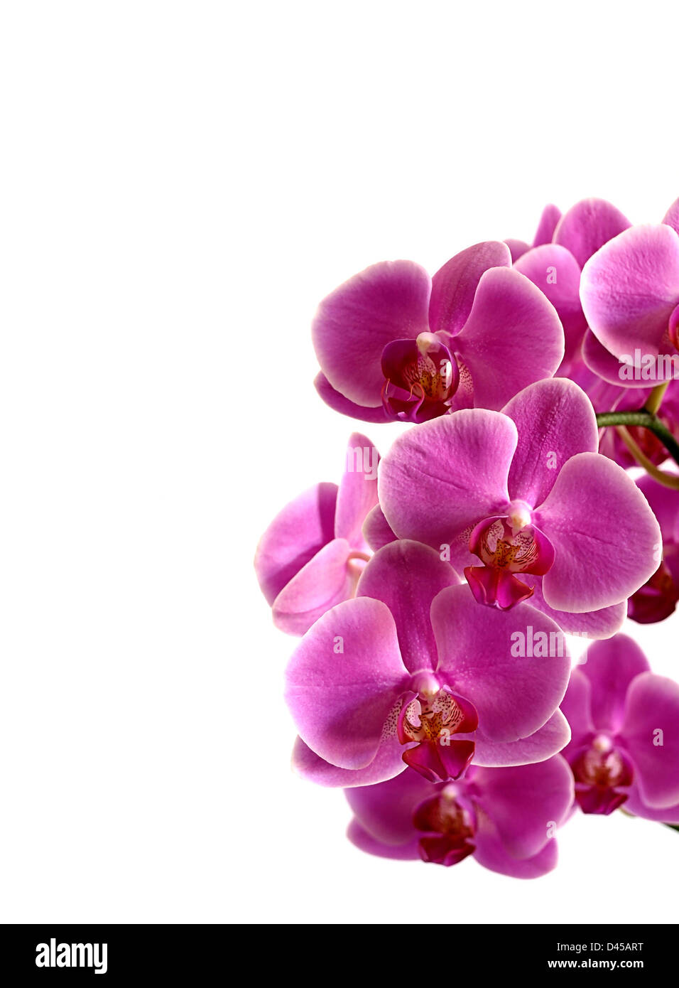 Beautiful pink orchid on a white background Stock Photo - Alamy