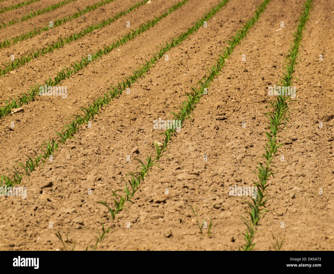 Fresh farm field with new greens in the row Stock Photo Alamy