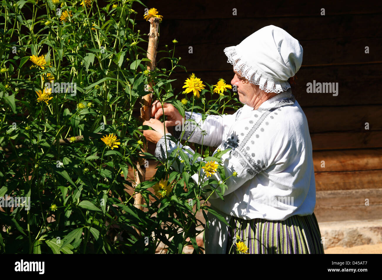 Latvian Ethnographic Open-air Museum, near Riga, Latvia Stock Photo