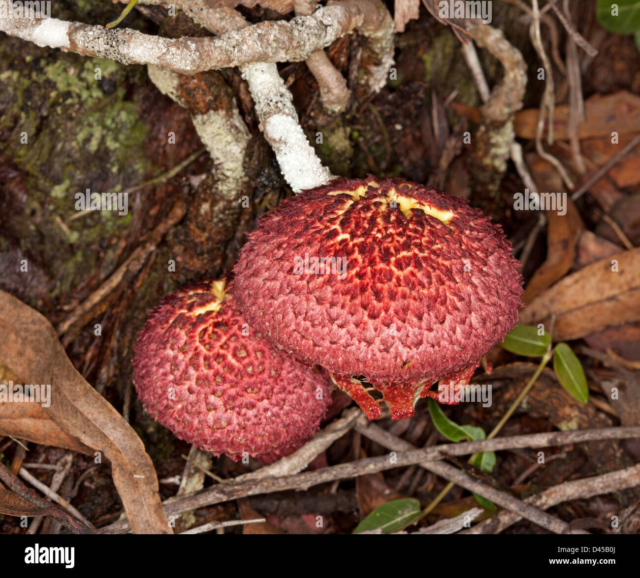 Two bright red toadstools - Boletellus ananas - Australian fungi growing among fallen leaves in woodland Stock Photo