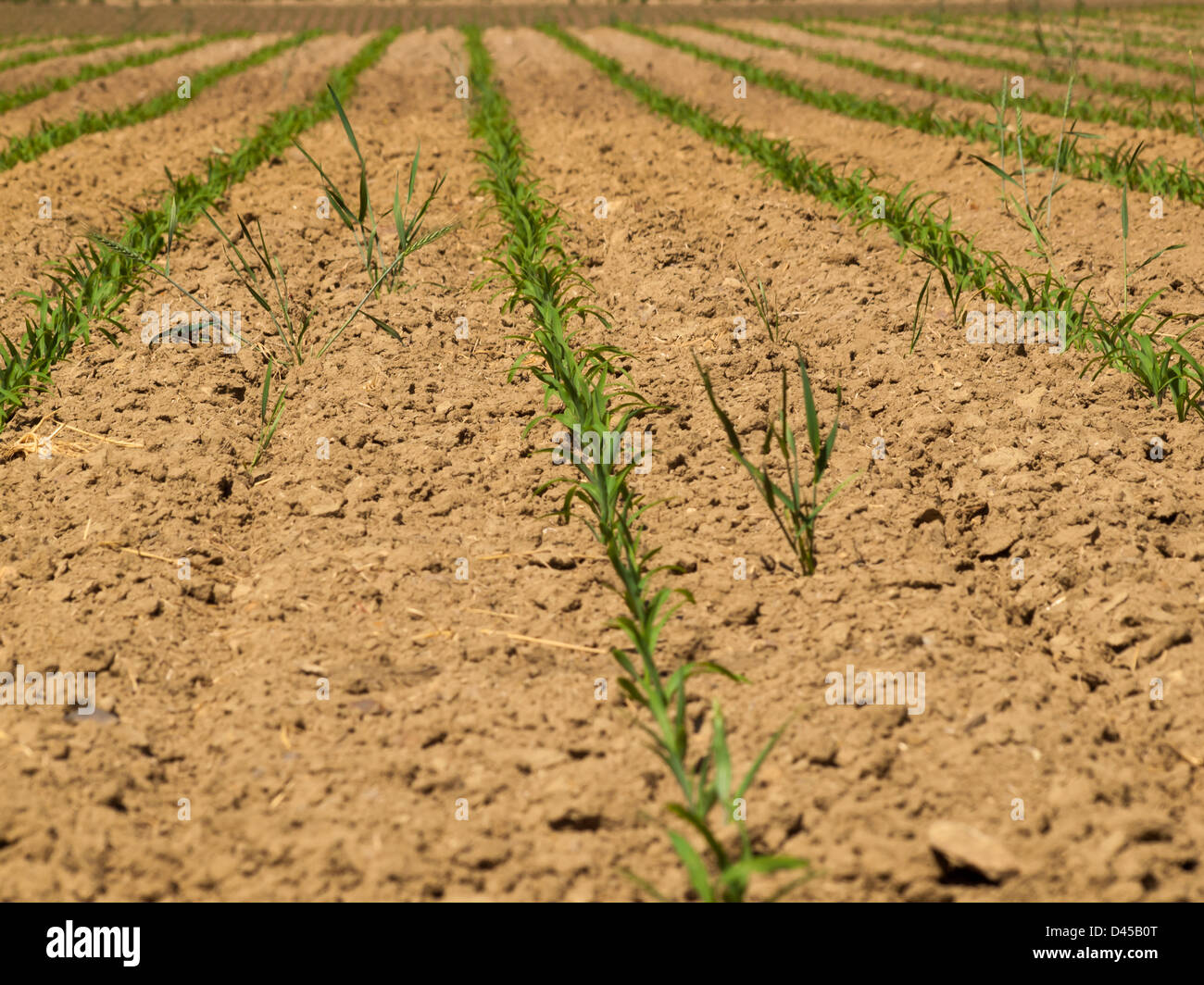 Fresh farm field with new greens in the row Stock Photo Alamy