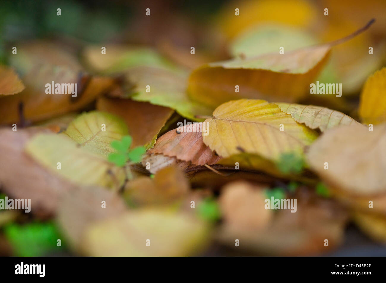 trunk and leaf Stock Photo Alamy