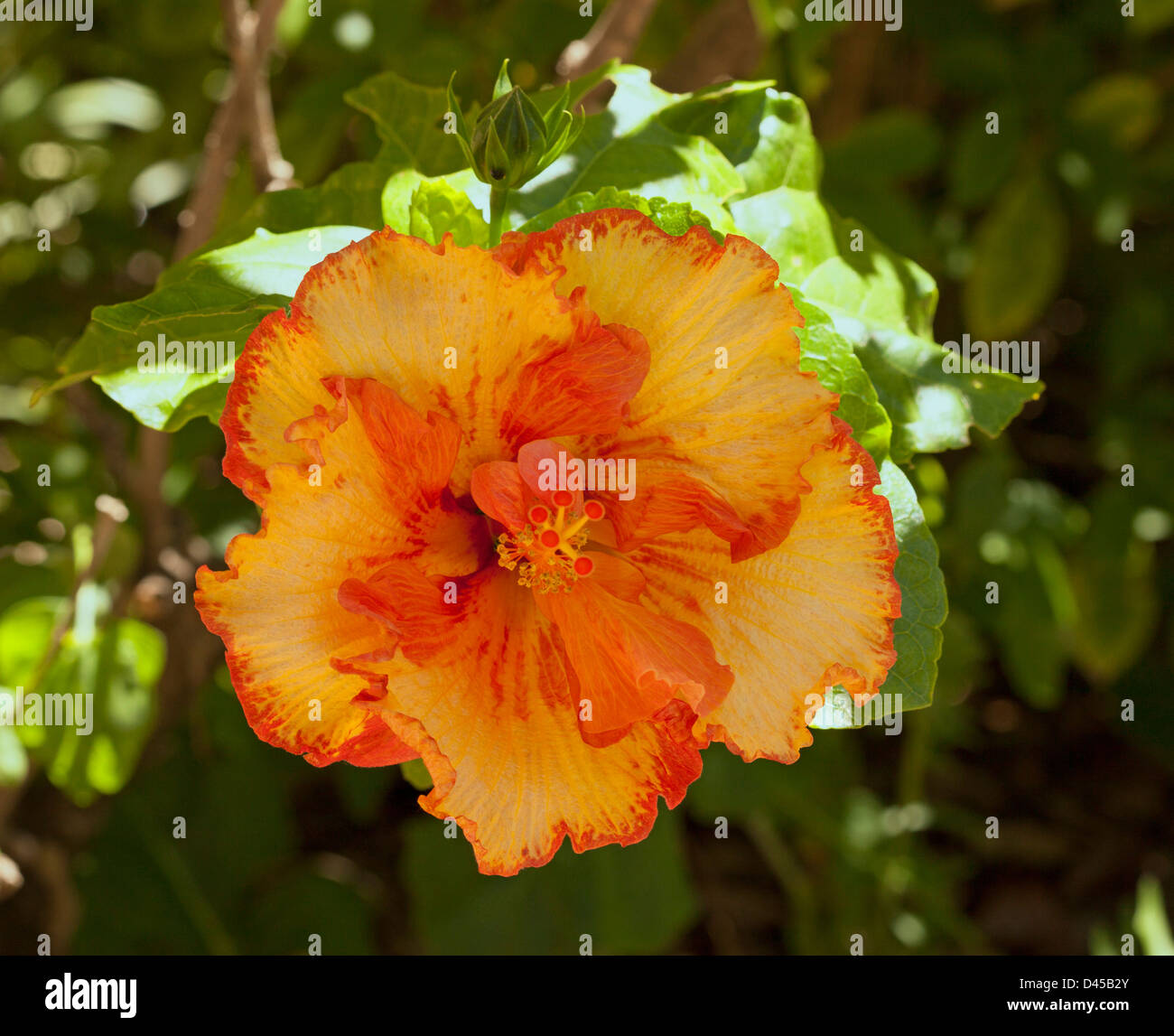 Spectacular brightly colored red and orange flower of Hibiscus cultivar 'Rainbow Fire' against background of green foliage Stock Photo