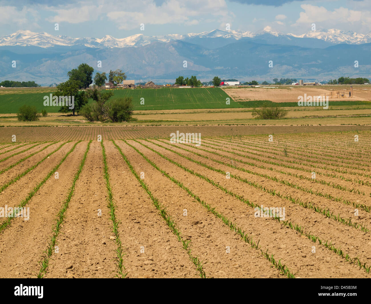 Fresh farm field with new greens in the row Stock Photo Alamy