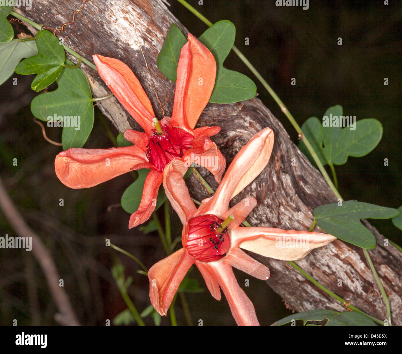 Two spectacular salmon red flowers and foliage of Passiflora aurantia - Australian native passionflower - climbing on tree trunk Stock Photo