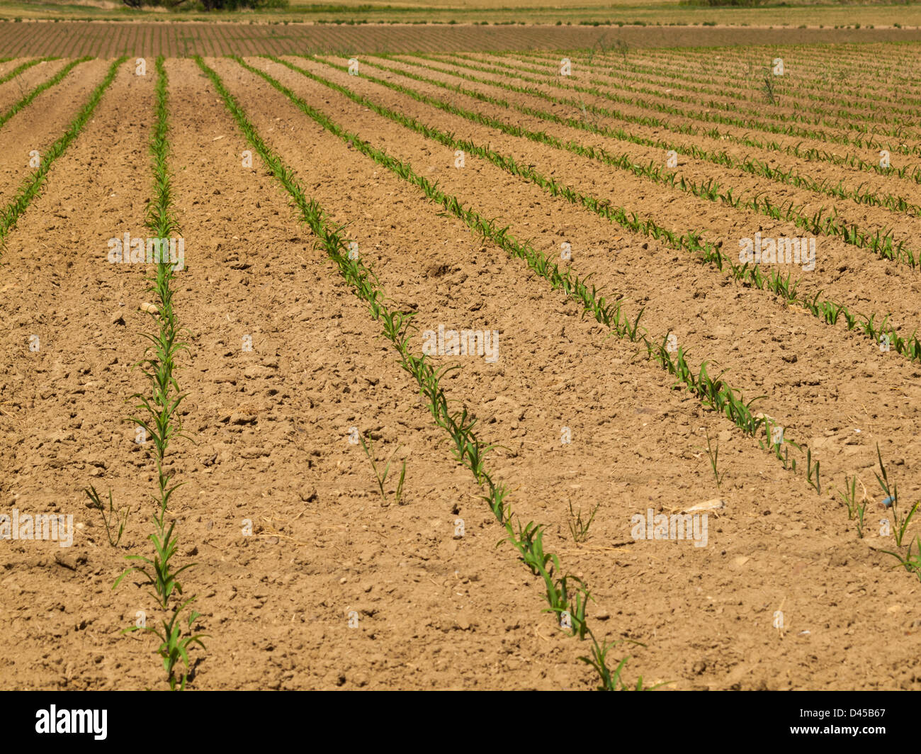 Fresh farm field with new greens in the row Stock Photo Alamy