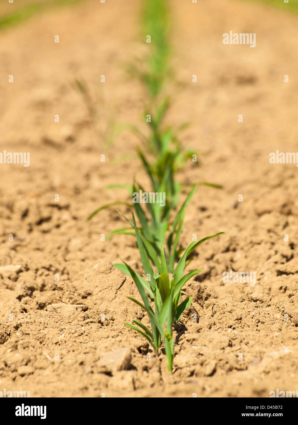 Fresh farm field with new greens in the row Stock Photo Alamy
