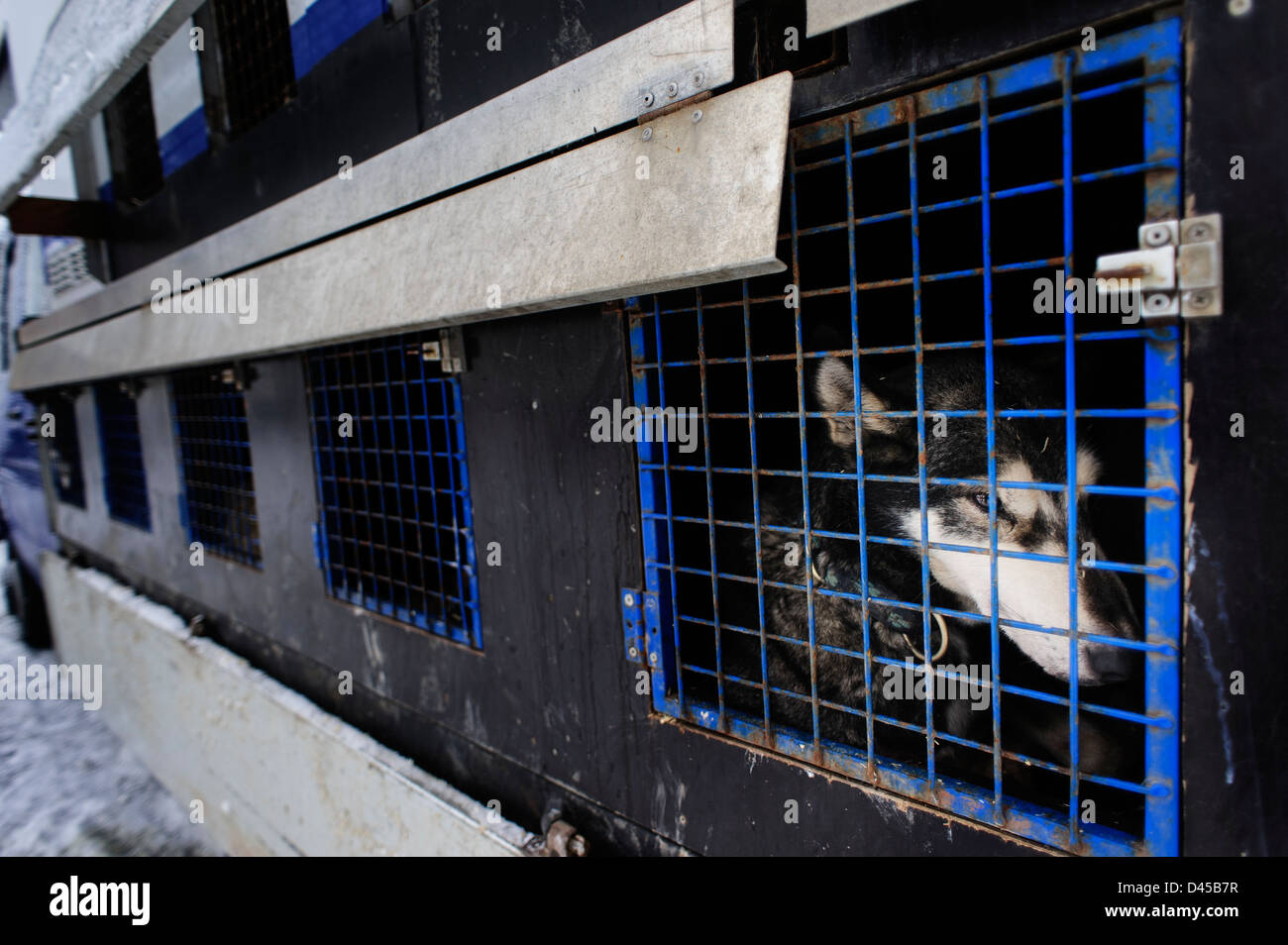 A husky sled dog kept in a cage before racing. Jakuszyce, Poland. Stock Photo