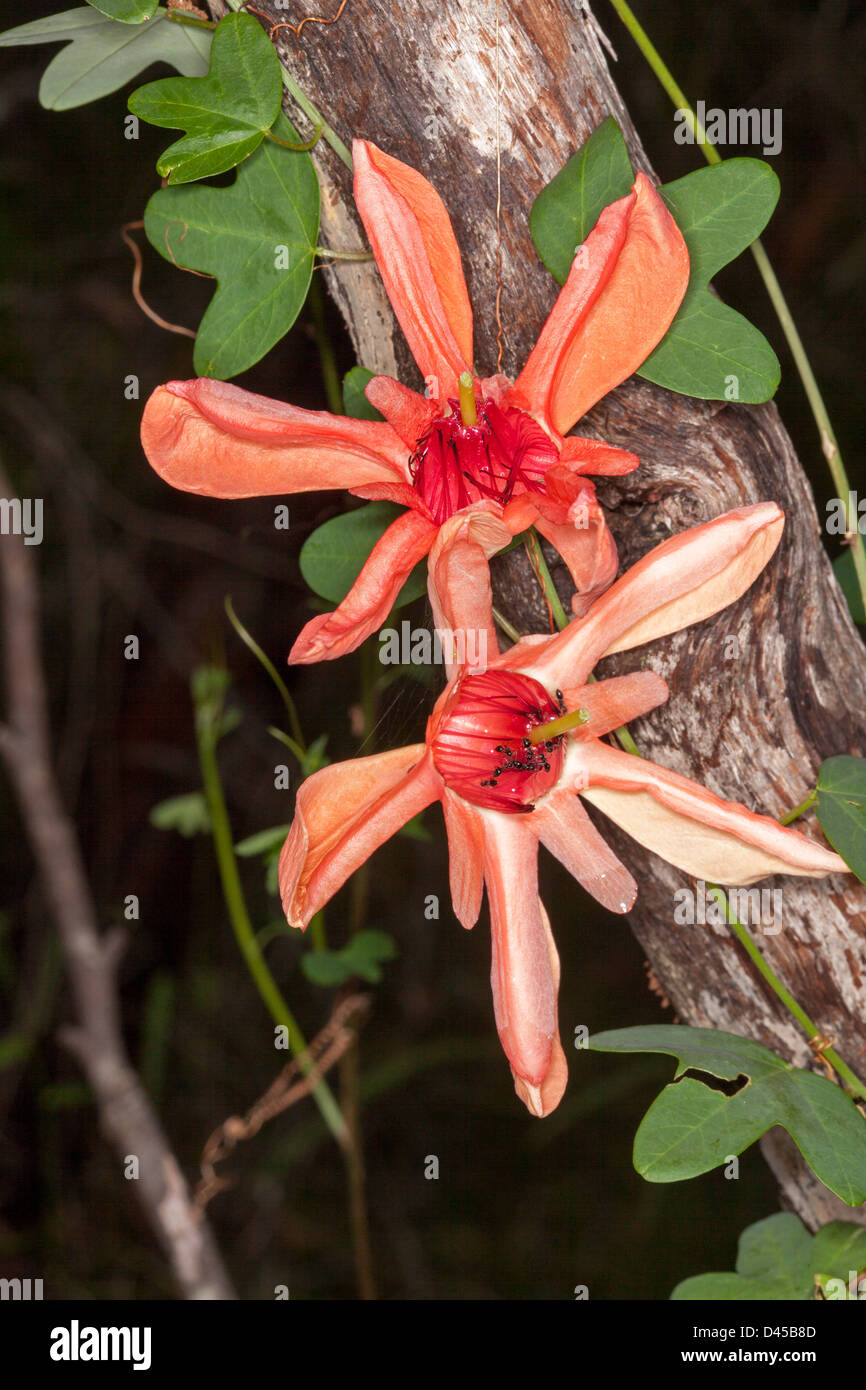 Two spectacular salmon red flowers and foliage of Passiflora aurantia - Australian native passionflower - climbing on tree trunk Stock Photo