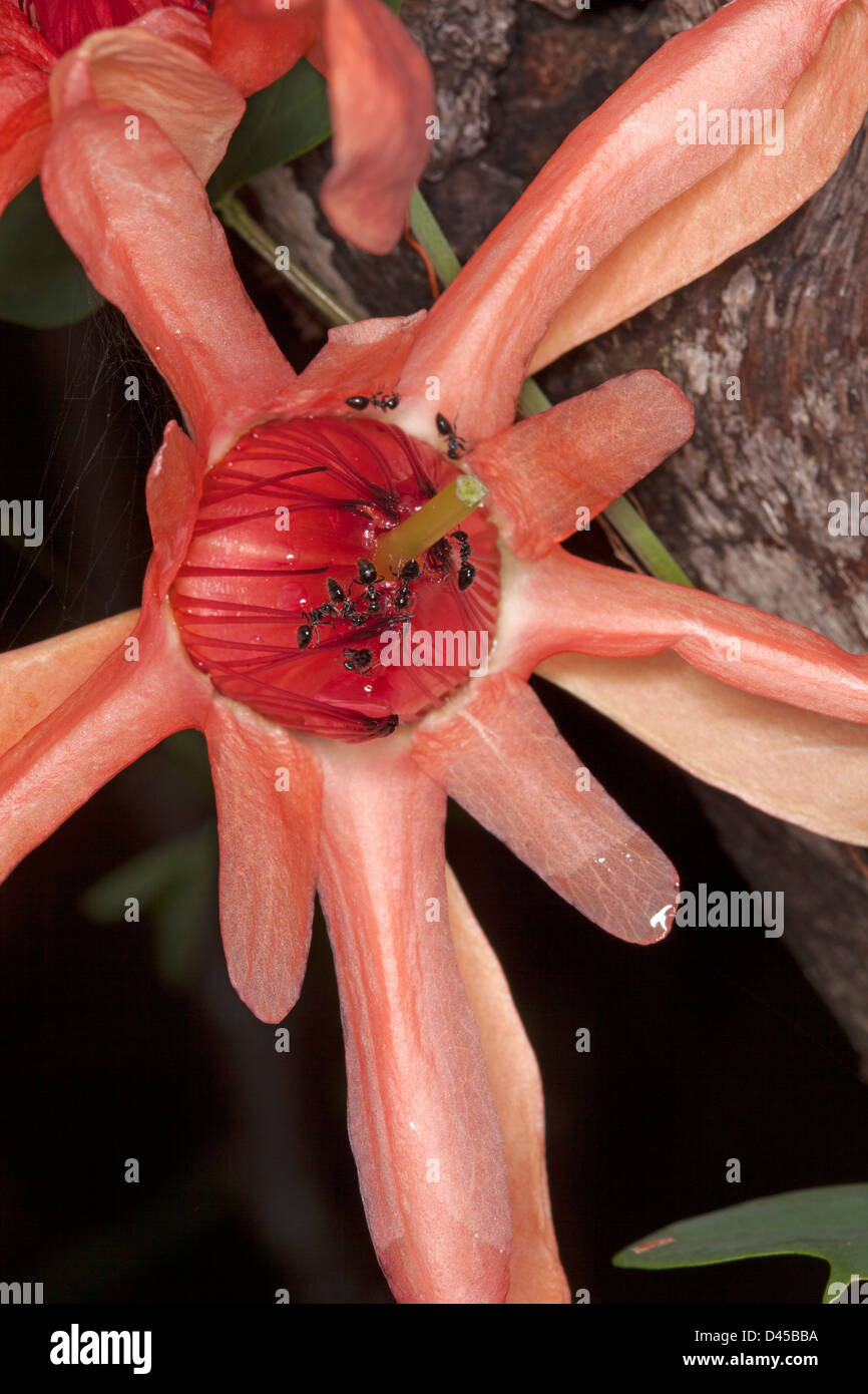 Close up of salmon red flower of Passiflora aurantia - Australian native passionflower - with ants feeding on nectar Stock Photo