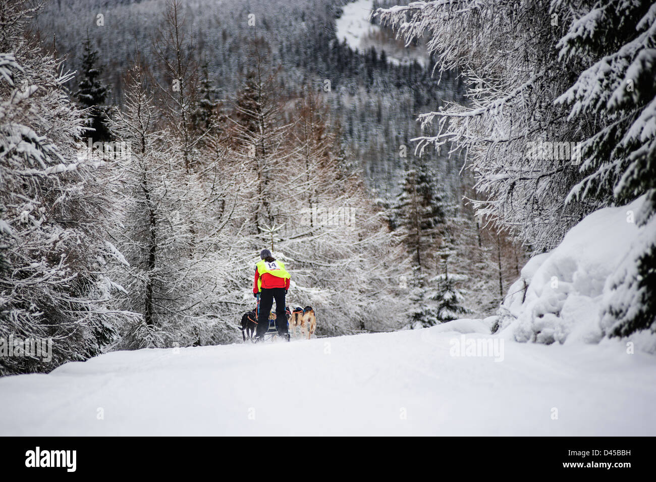 A sleddog team racing in the Izery mountains, Jakuszyce, Poland. Stock Photo