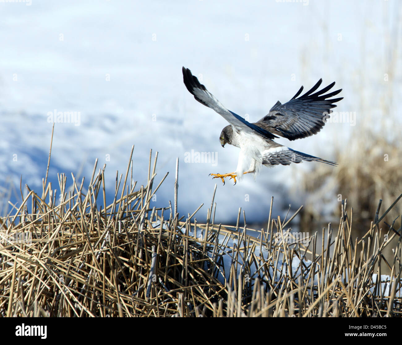Male northern harrier hawk hi-res stock photography and images - Alamy