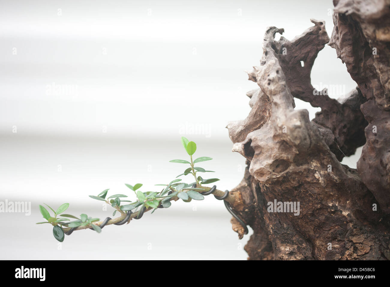 trunk and leaf Stock Photo Alamy