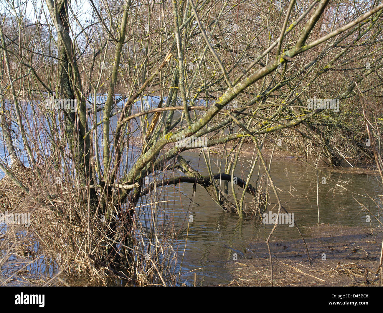 Willow trees in a river Stock Photo Alamy