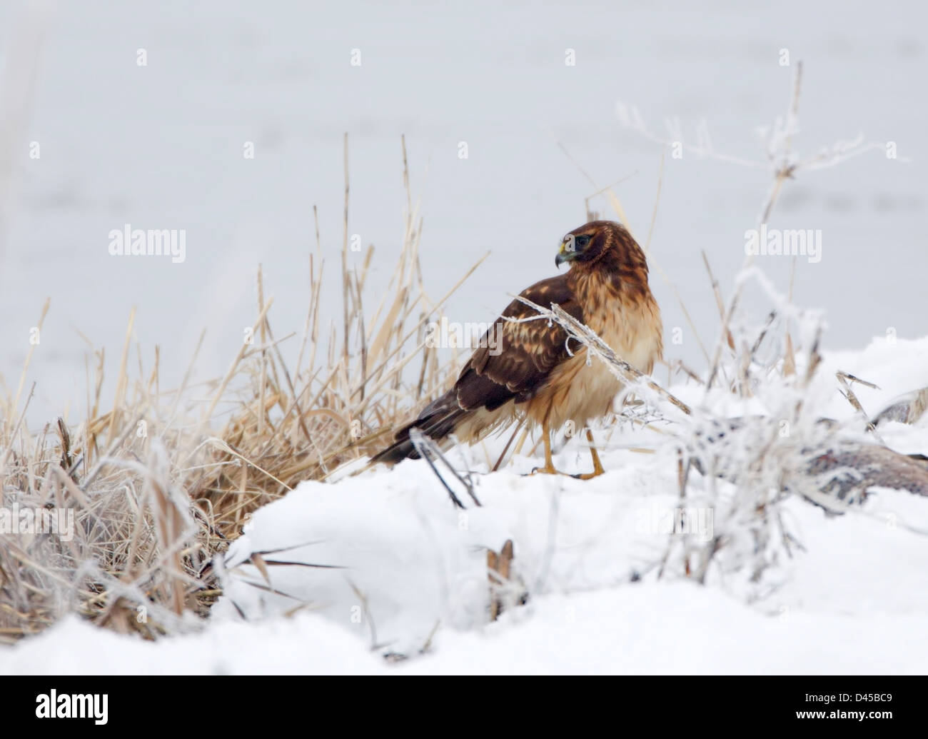 Female marsh harrier on hi-res stock photography and images - Alamy