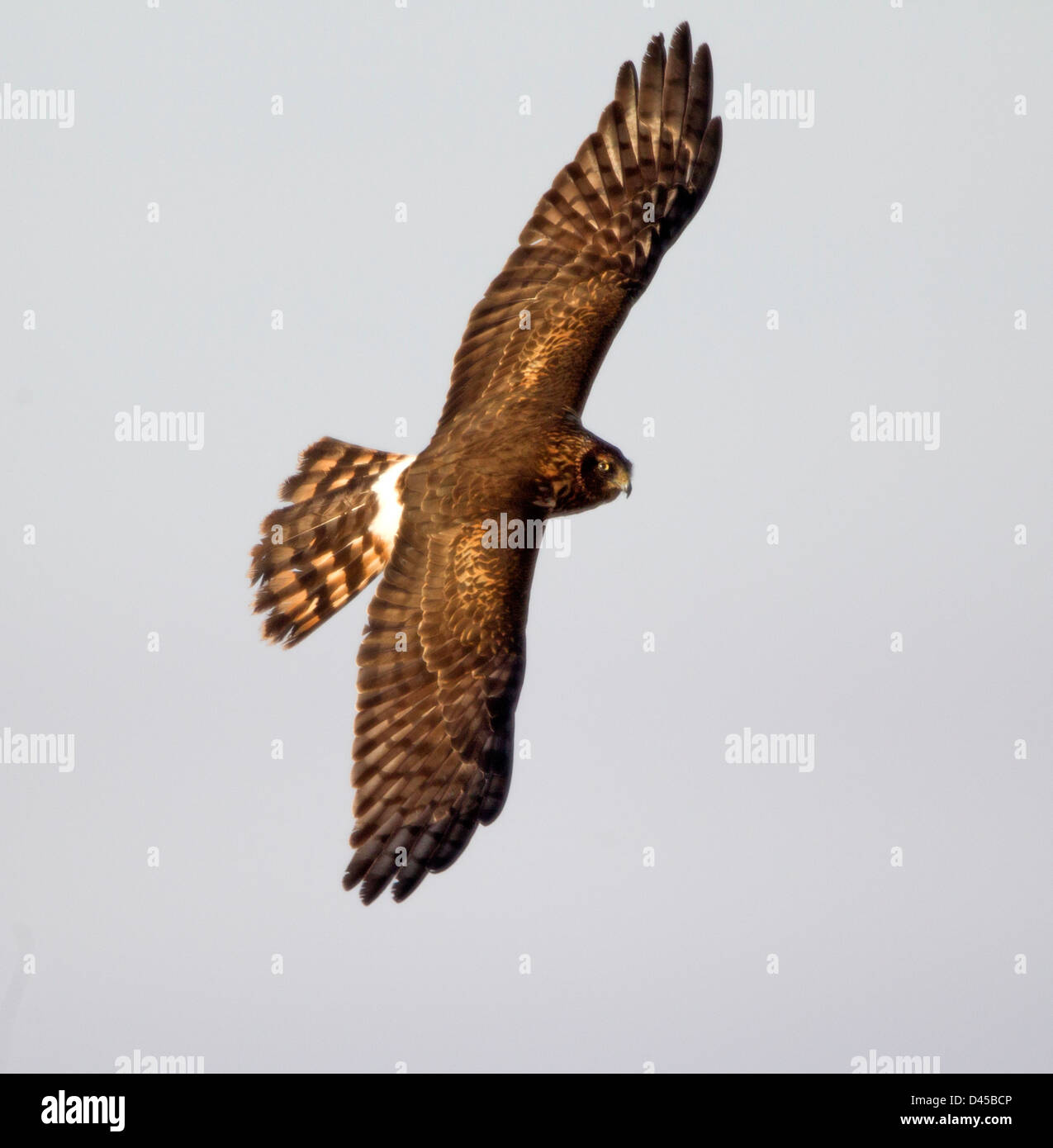 Northern Harrier High Resolution Stock Photography and Images - Alamy