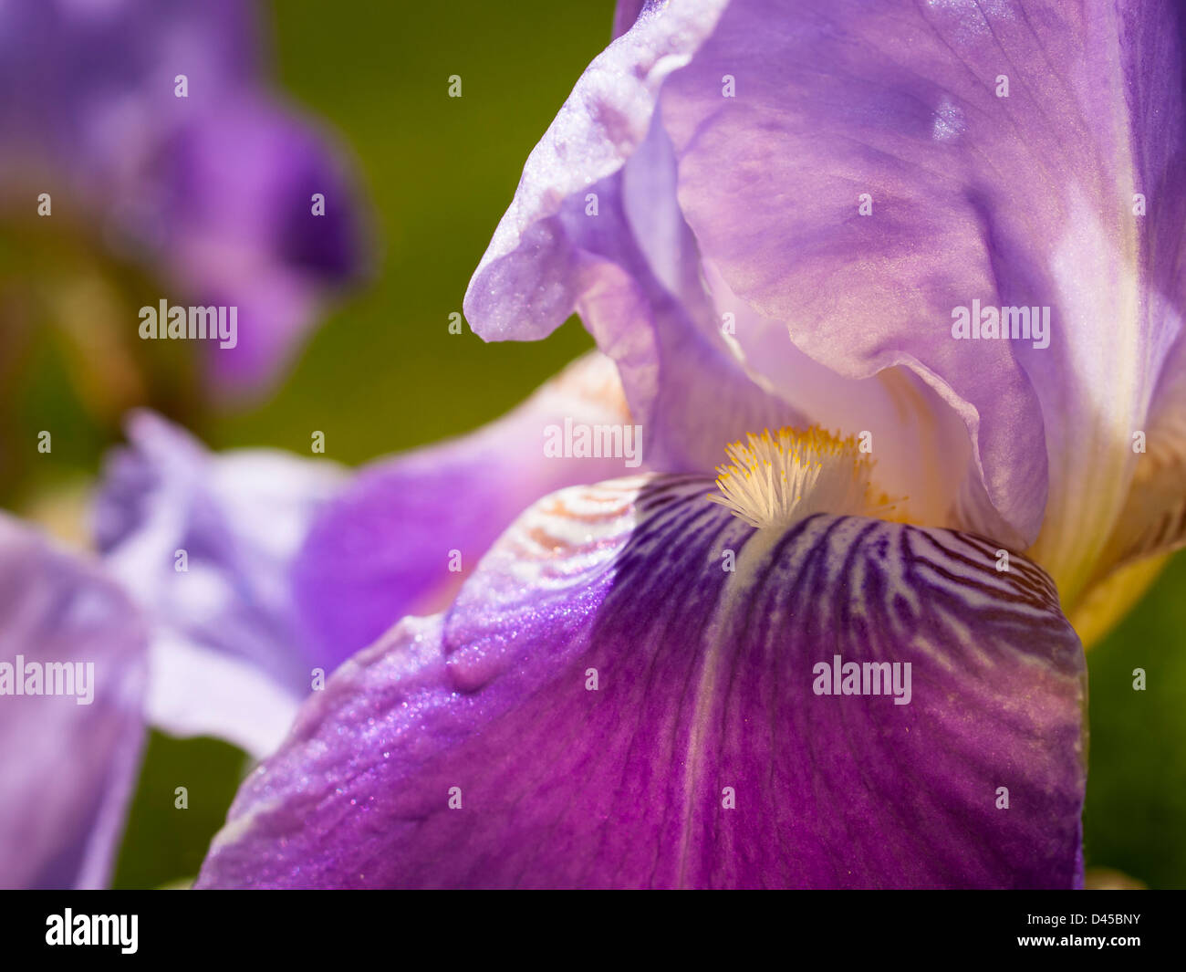 Blooming iris at the end of the bloom cycle Stock Photo Alamy