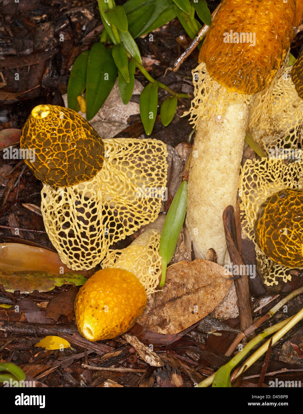 Cluster of orange fungi with lacy 'skirts' - Phallus multicolor -  stinkhorn fungus among fallen leaves on forest floor Stock Photo