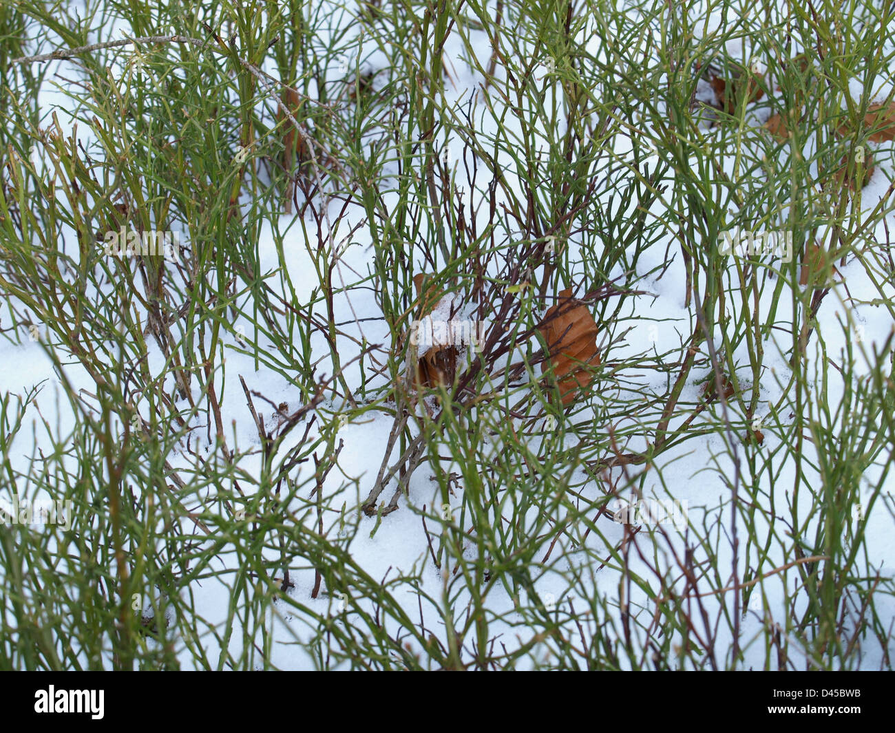 blueberry bush with snow in winter Stock Photo