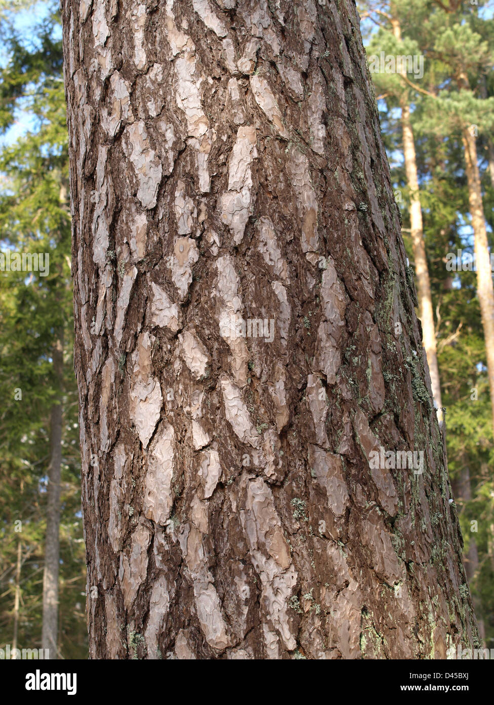 trunk with bark from Scots pine / Pinus silvestris / Stamm mit Rinde von Wald-Kiefer Stock Photo