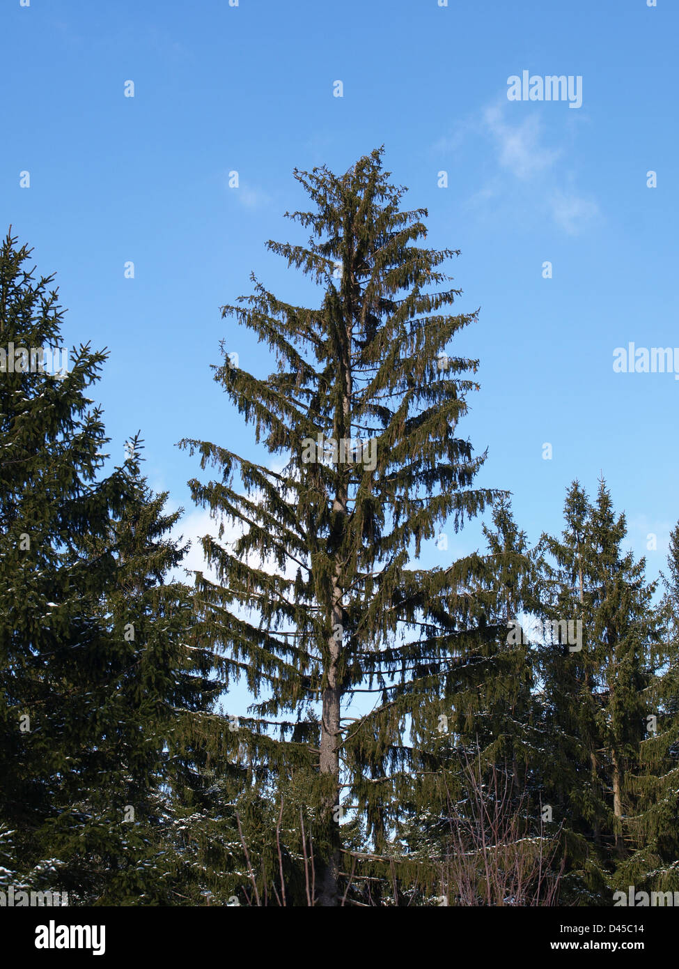 Big old spruce in the forest Stock Photo