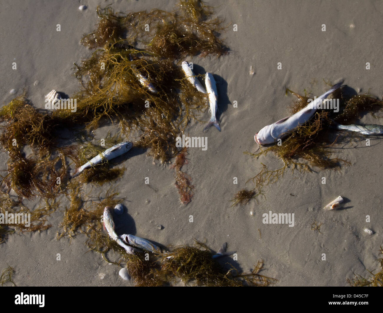 Thousands of fish have been killed by red tide, algal blooms, in southwest Florida  it is the longest and widest sitings Stock Photo