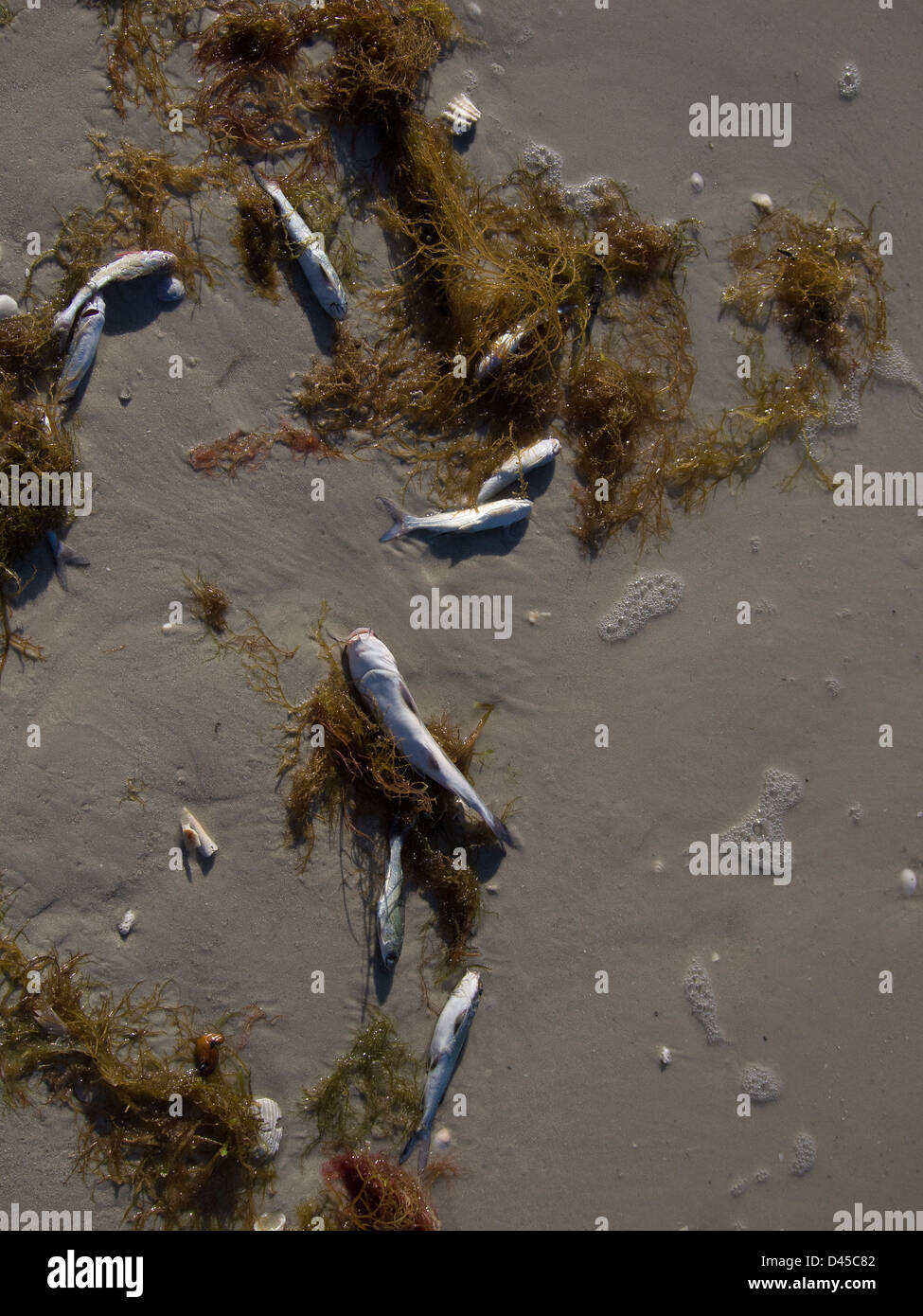 Thousands of fish have died from red tide, harmful algal bloom, in Florida along with a record number of manatee Stock Photo