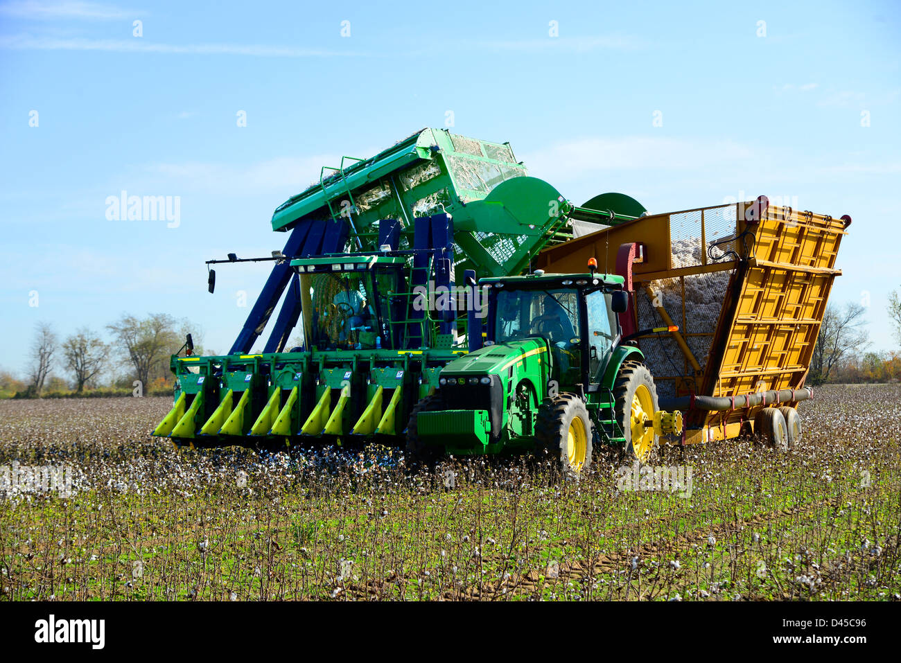 Cotton Field Being Harvested Mississippi US Stock Photo