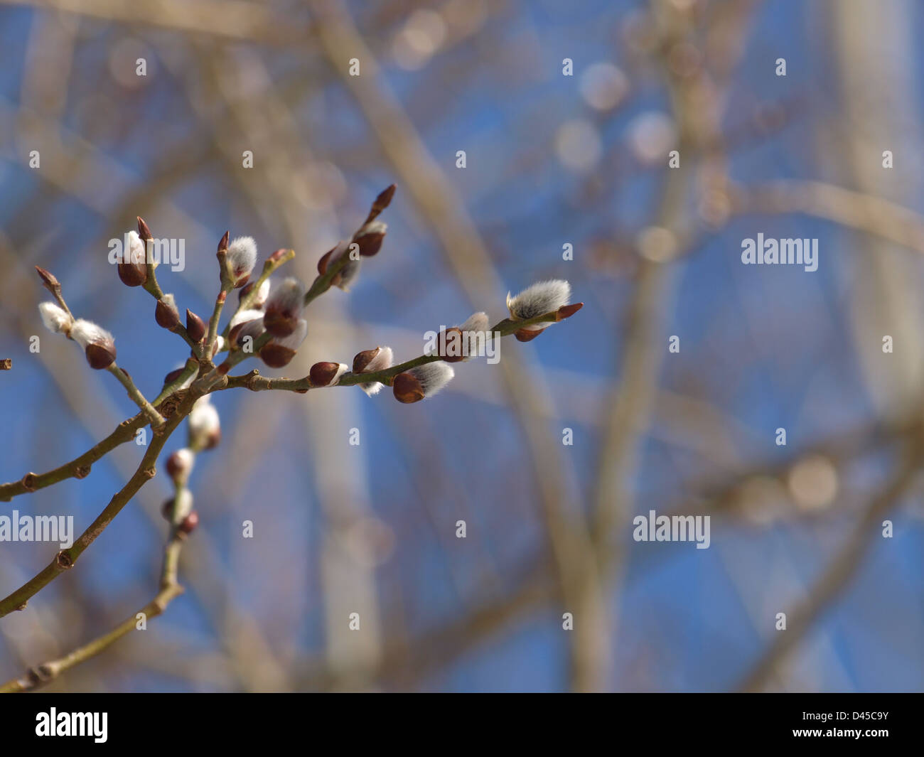 willow catkins in spring / Salix / Weiden Kätzchen im Frühling Stock Photo