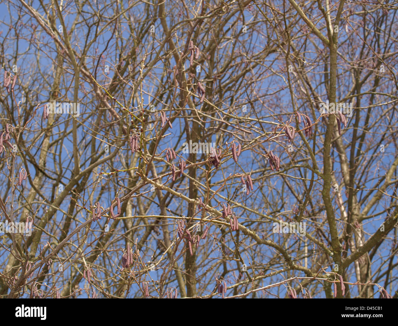 Hazelnut tree branches with catkins Stock Photo Alamy