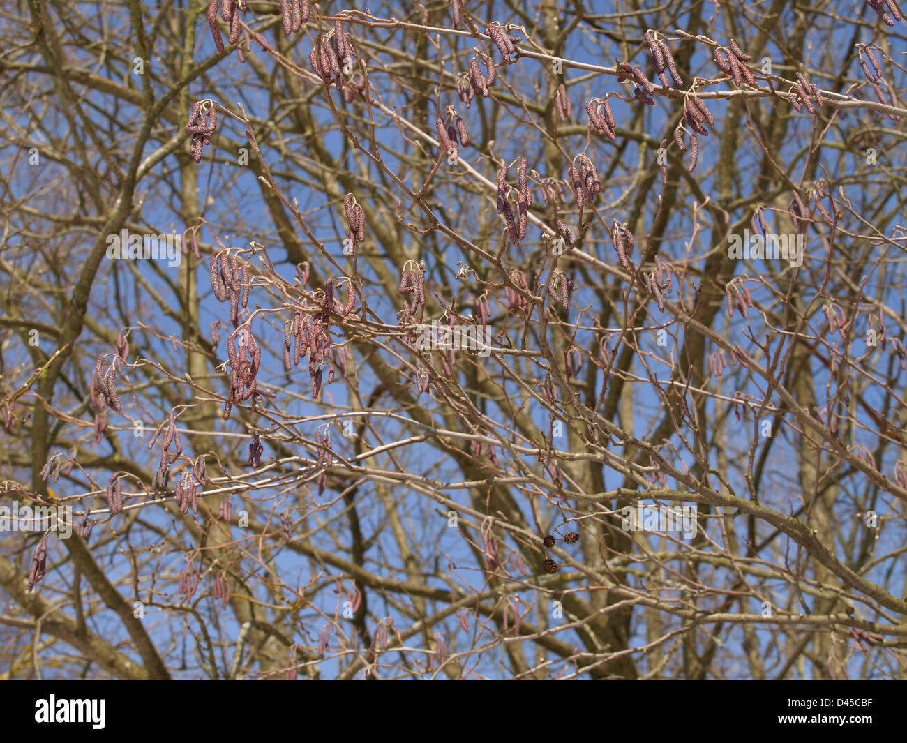 Hazelnut tree branches with catkins Stock Photo Alamy
