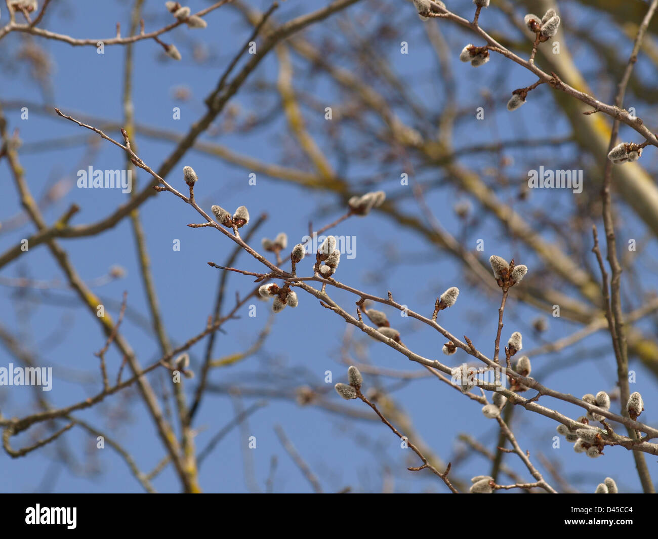 willow catkins in spring / Salix / Weiden Kätzchen im Frühling Stock Photo