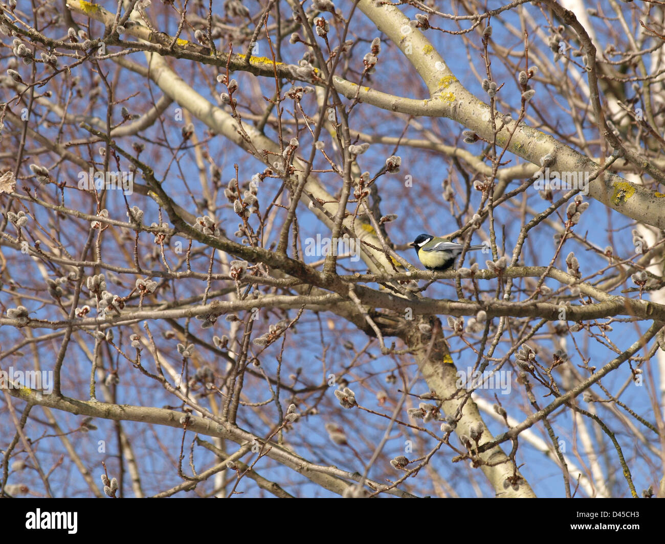 willow catkins in spring / Salix / Weiden Kätzchen im Frühling Stock Photo